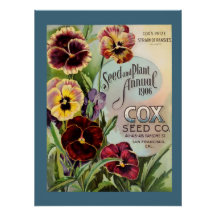 Pansies