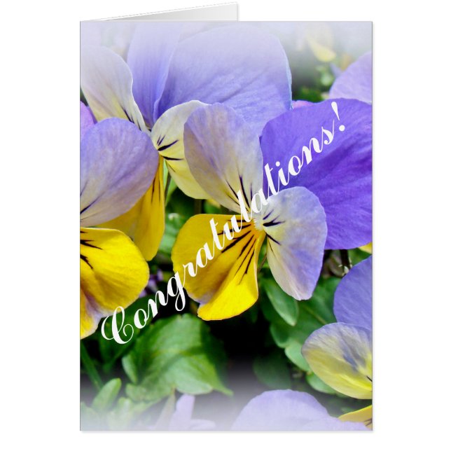 Pansies - Purple and Yellow - Congratulations (Front)