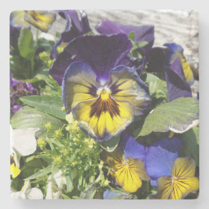 PANSIES! STONE COASTER