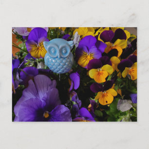 Pansies with owl postcard