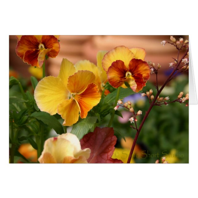 Pansy A-023 (Front Horizontal)