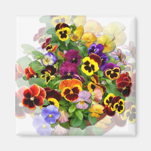 PANSY BEAUTY MAGNET (Front)
