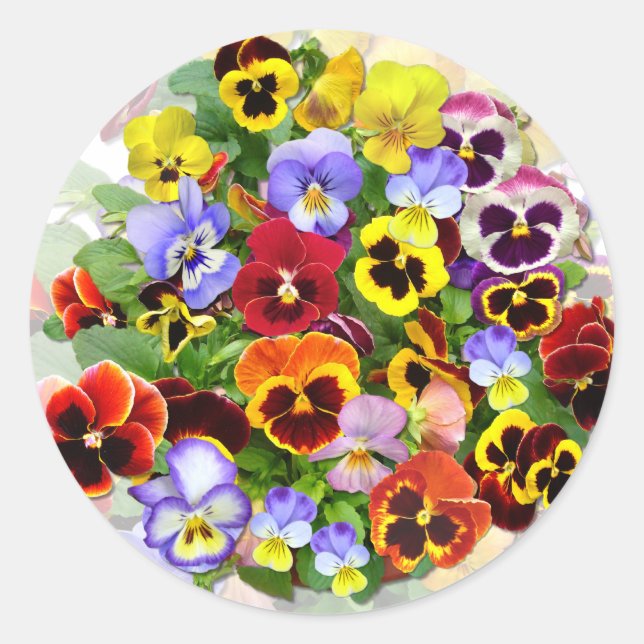 PANSY BEAUTY  SQUARE STICKER (Front)