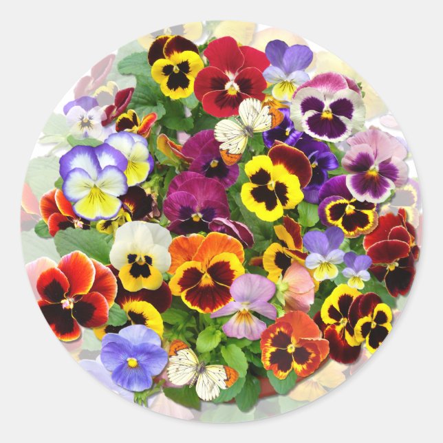 Pansy Beauty with Butterflies Classic Round Sticker (Front)