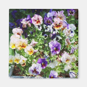 pansy bed magnet