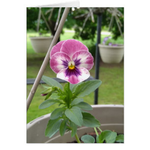 Pansy Blank Cards (Pink & Purple)