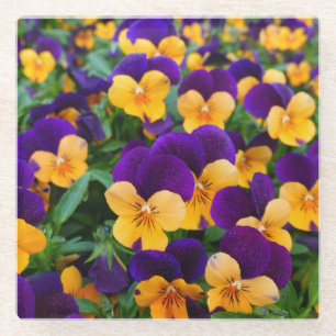Pansy Bloom: Garden Beauty Close-up. Glass Coaster