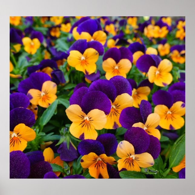 Pansy Bloom: Garden Beauty Close-up. Poster (Front)