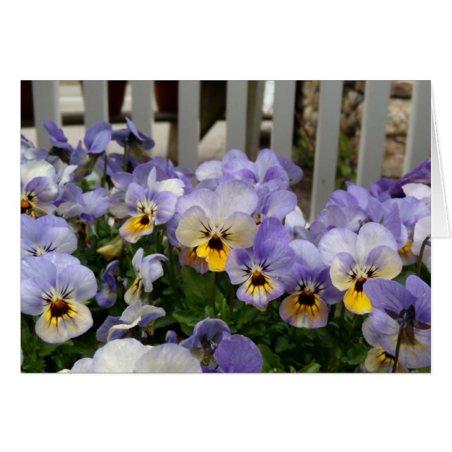 Pansy Blues Fence (Front Horizontal)