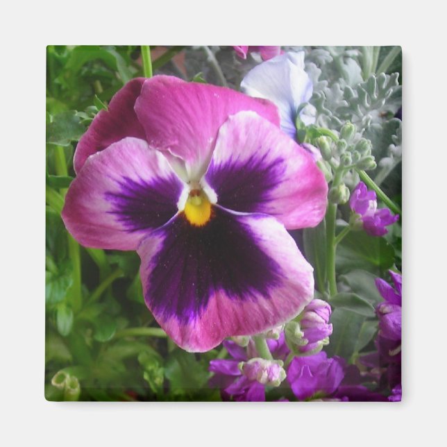 pansy face magnet (Front)