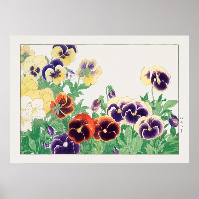 Pansy Flower, Red, Purple & Yellow Pansies, Konan, Poster (Front)
