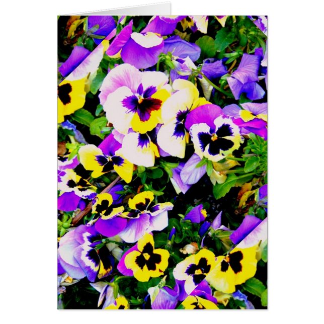 pansy flowers (Front)