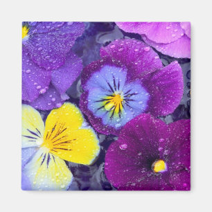 Pansy flowers floating in bird bath with dew magnet