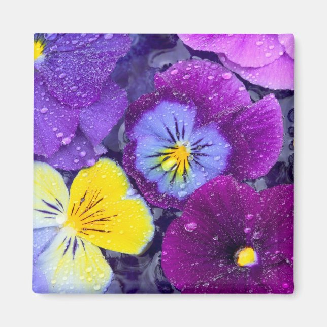 Pansy flowers floating in bird bath with dew magnet (Front)