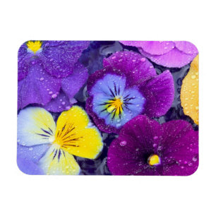 Pansy flowers floating in bird bath with dew magnet