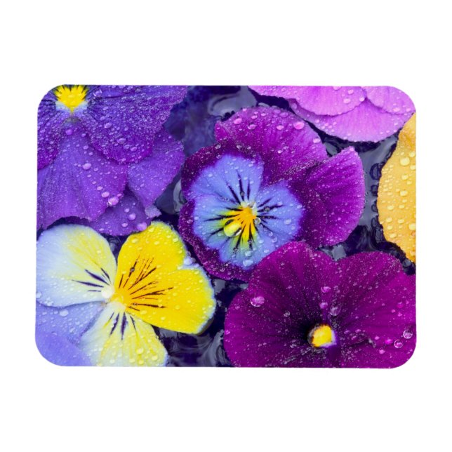 Pansy flowers floating in bird bath with dew magnet (Horizontal)