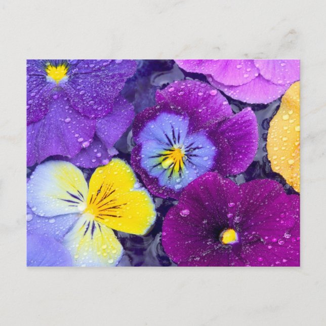 Pansy flowers floating in bird bath with dew postcard (Front)