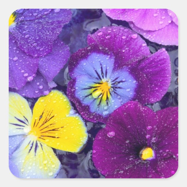 Pansy flowers floating in bird bath with dew square sticker (Front)