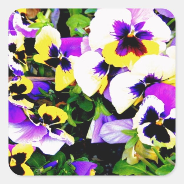 pansy flowers square sticker (Front)