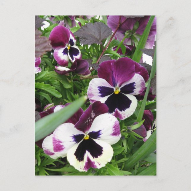 Pansy Garden Postcard (Front)