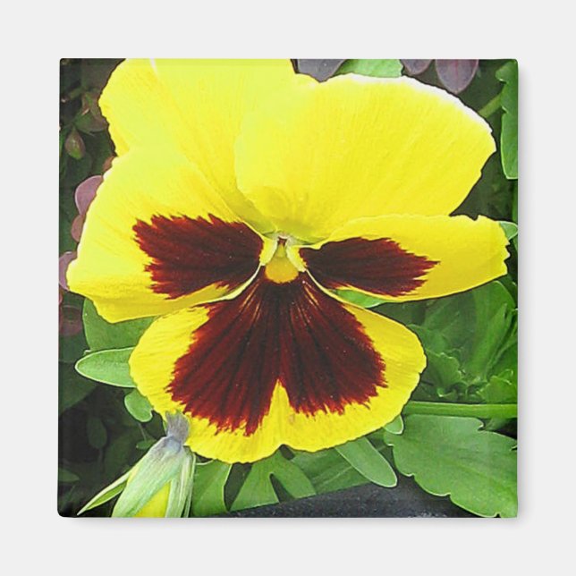 Pansy Gift Magnet (Front)