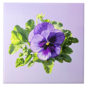 Pansy In Two Shades of Purple Ceramic Tile