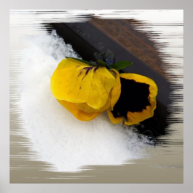 Pansy on snow poster (Front)