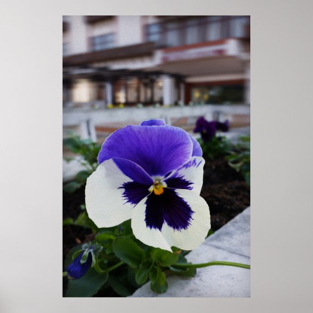 Pansy on the sidewalk poster (Front)