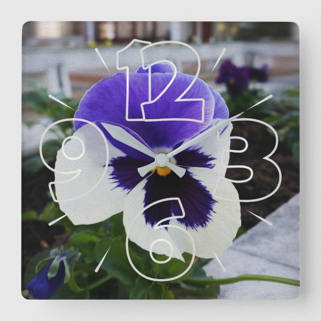 Pansy on the sidewalk square wall clock (Front)