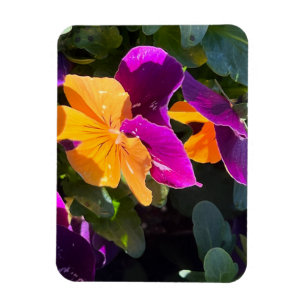 Pansy Orange and Purple Magnet