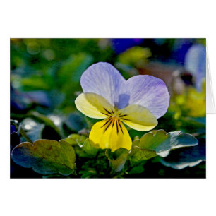 Pansy Perfection