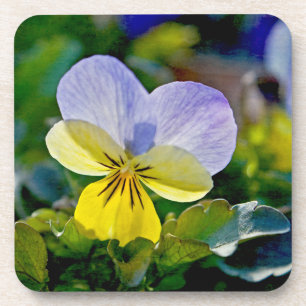 Pansy Perfection Coaster