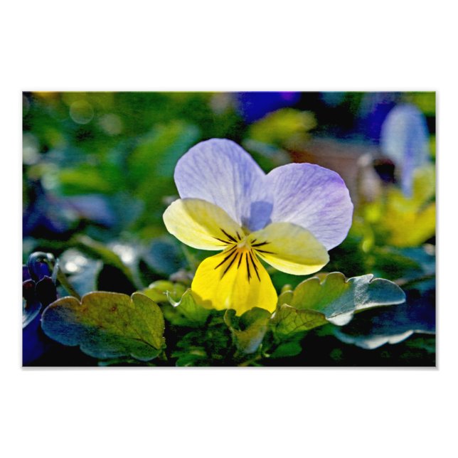 Pansy Perfection Photo Print (Front)