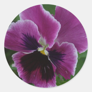 Pansy Pictures Sticker