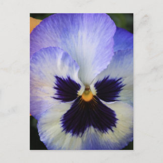 Pansy Postcard