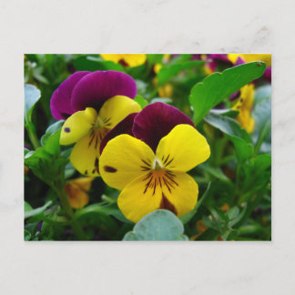 Pansy Postcard