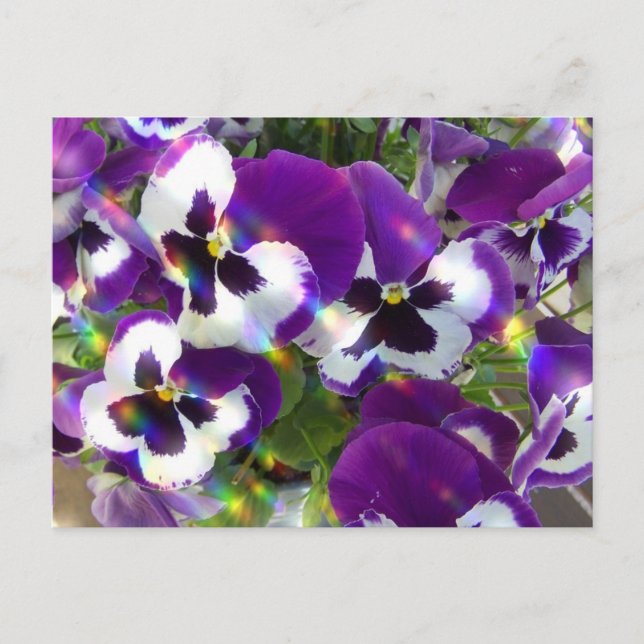 Pansy Postcard (Front)