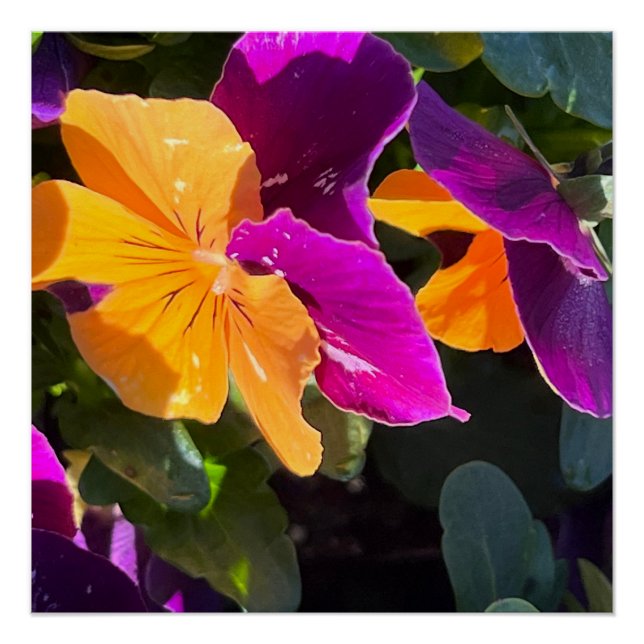 Pansy Poster (Front)