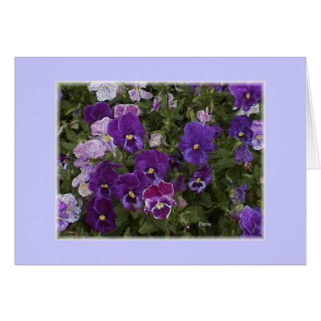 pansy purple (Front Horizontal)