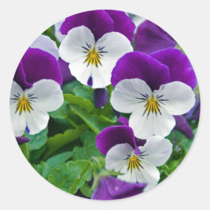 Pansy Purple Classic Round Sticker