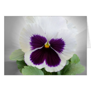 Pansy purple white