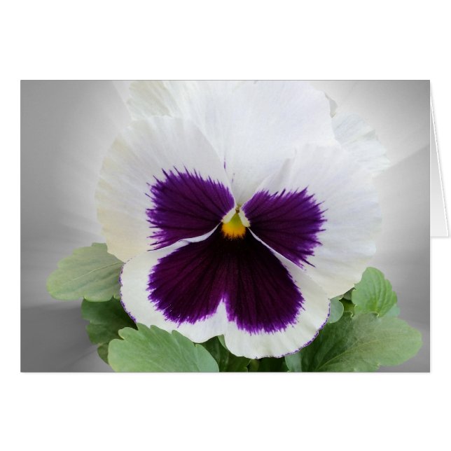 Pansy purple white (Front Horizontal)