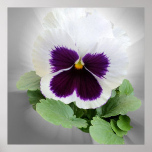 Pansy purple white poster