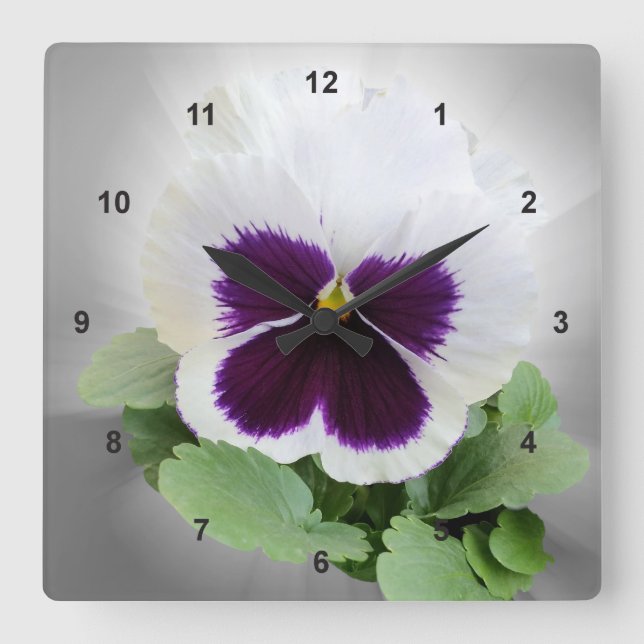 Pansy purple white square wall clock (Front)