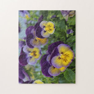 Pansy puzzle