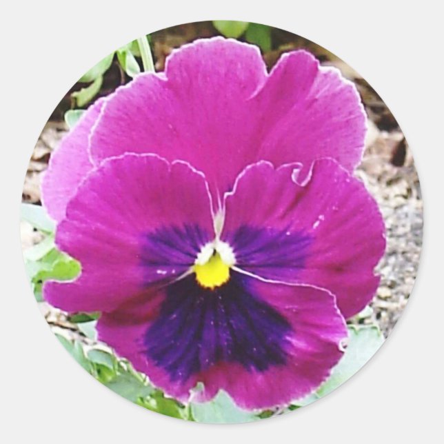 Pansy Sticker (Front)
