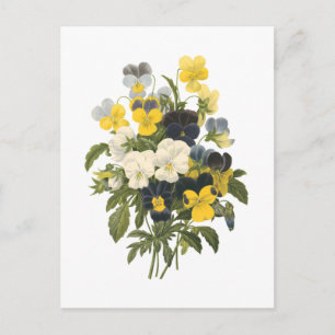 pansy(Viola sp.) by Redouté Postcard