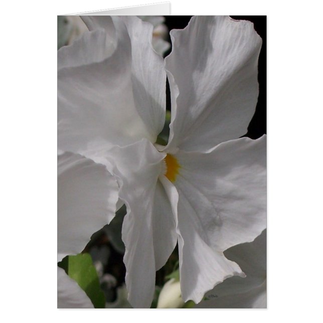 Pansy White (Front)