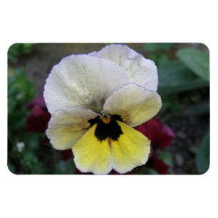 Pansy White and Yellow Premium Magnet