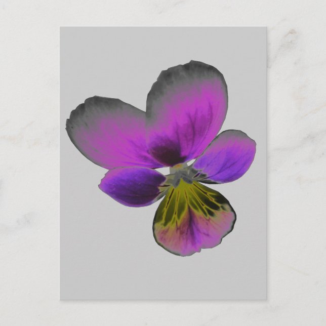 Pansy Wild Dark Purple Postcard (Front)